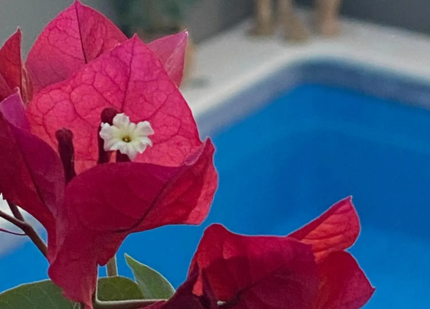 Bed & Breakfast Casa Palacio Anima Jerez de la Frontera Spain